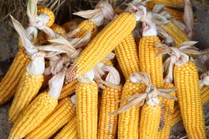 LIČKANJE KORUZE V IVANJEM SELU 00 FOTO LJUBO VUKELIČ